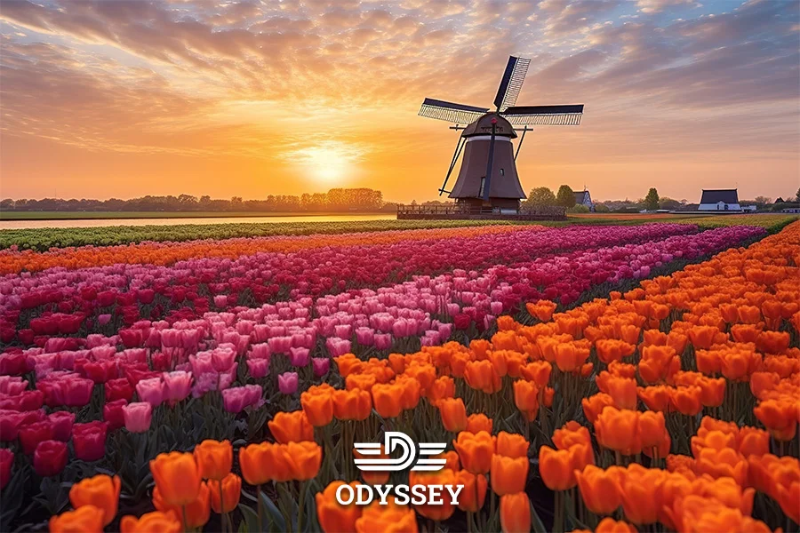 شرایط ویزای استارتاپ هلند